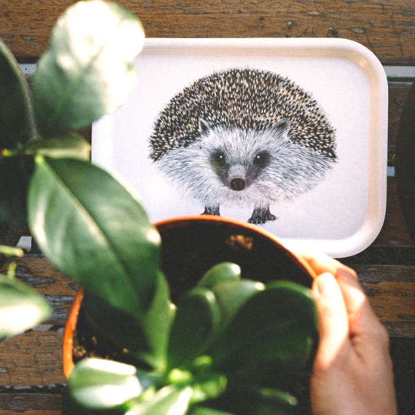 Charlotte Nicolin Tepsi Henry The Hedgehog 43*33cm